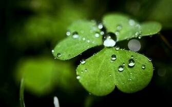 Plantas Trebol Gotas Agua Naturaleza Wallpaper