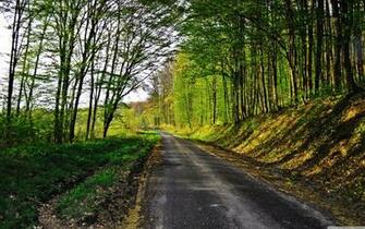 Forest Road 4k HD Desktop Wallpaper For Ultra Tv Dual