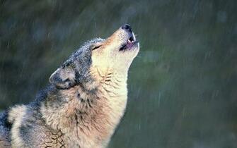 Snow Fangs Vulture Wolf Wallpaper And Image