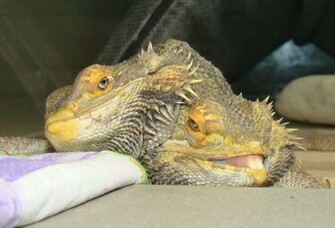 Bearded Dragon Wallpaper
