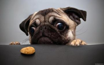 Hilarious Dog Wallpaper On