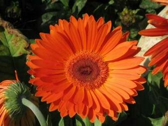 Daisy Flowers Desktop Wallpaper Orange Gerbera