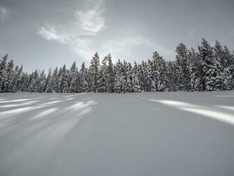 A Far Back Image Capturing The Treeline And Shows From Snowy