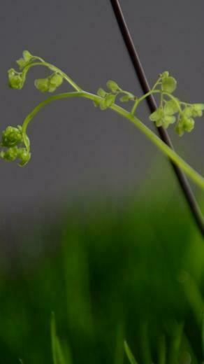 Nature iPhone Plus Wallpaper HD