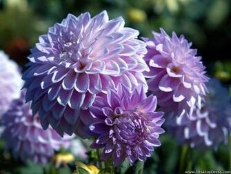 Desktop Wallpaper Flowers Background Purple Dahlia