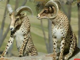 Funny Picture Clip Amazing Animal Photos The Wastetime Post