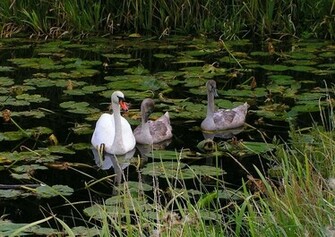 Exotic Animals Ducks Wallpaper