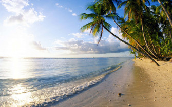 Palm Tree Beach Wallpaper