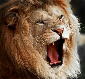 Lion Roar Wallpaper