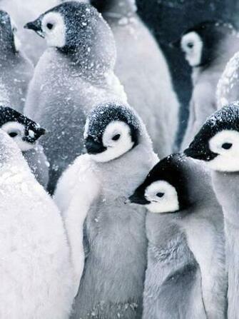 Frozen Penguins iPad Wallpaper