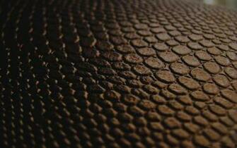 Black Snake Skin Wallpaper