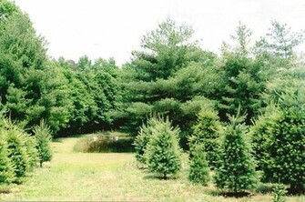White Pine Trees Widescreen Wallpaper