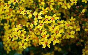 Wallpaper Wildflowers