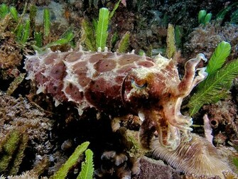 Cuttlefish Pictures Wallpaper Of