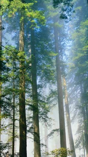 Redwood iPhone 5s Wallpaper iPad