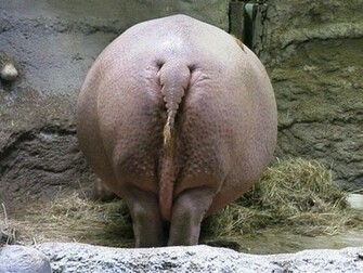 Hippopotamus Hippo Wallpaper Picture