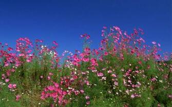 Japan Widescreen Wallpaper