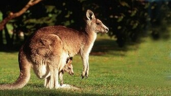 Kangaroo Wallpaper HD For Desktop
