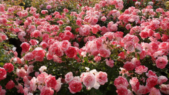 Rose Aesthetic Wallpaper