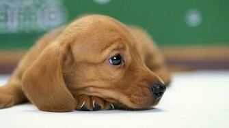 Dogs Puppies Wallpaper Desktop