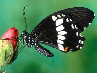 Butterfly Wallpaper Desktop