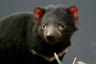 Tasmanian Devil Wallpaper Fun Animals Wiki Videos Pictures
