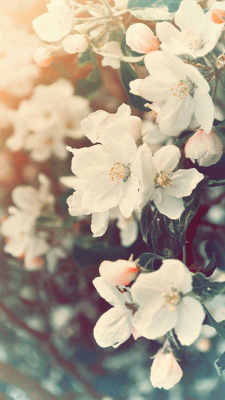 Spring Aesthetic Wallpaper
