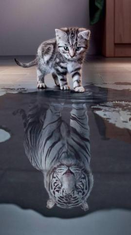 Tiger White Kitten Image Cute Animals Cat Wallpaper