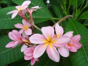 Pink Plumeria Frangipani Temple Tree