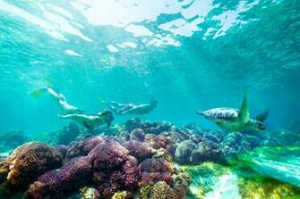 Background Snorkeling Lord Howe Island