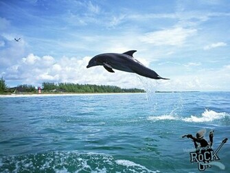 Cute Dolphin Wallpaper
