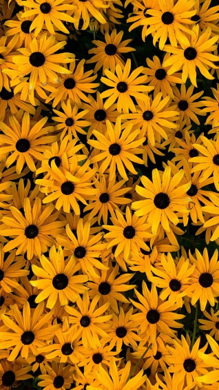 Flower iPhone Wallpaper HD Floral Photography Lockscreen 4k Image