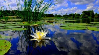 Lily Pond