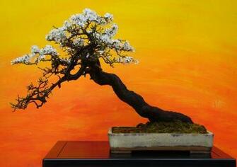 Bonsai Wallpaper