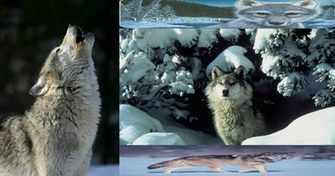 Lone Wolf Wallpaper By Tracybyrd
