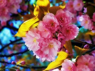 Beautiful Flowers Wallpaper HD