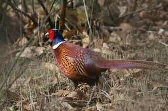 Pheasant Wallpaper Whole