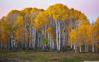 Yellow Trees 4k HD Desktop Wallpaper For Ultra Tv