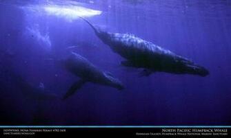 Hawaiian Islands Humpback Whale Desktop Wallpaper