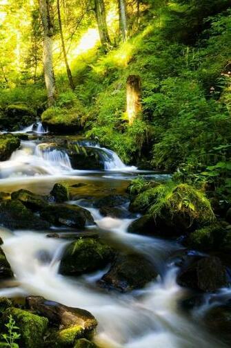 Black Forest iPhone HD Wallpaper