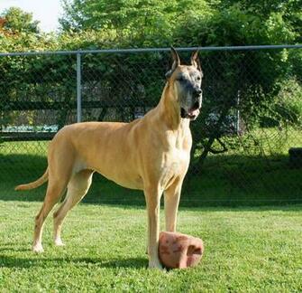 Great Dane Wallpaper Pictures Image