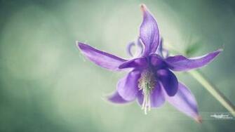 Nice Purple Wallpaper