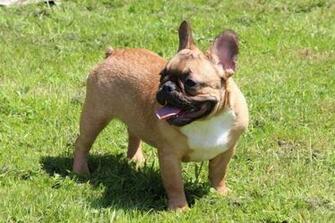 New French Bulldog Wallpaper For Desktop