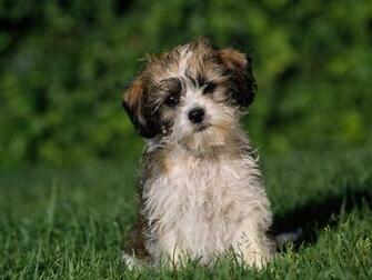High Resolution Wallpaper Of Cute Dogs Recipeapart