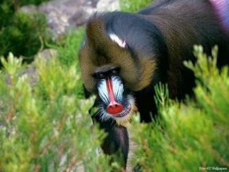 Wild Animals Full HD Wallpaper Desktop Wallpapertube