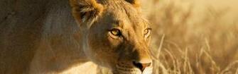 Lioness Background Wallpaper