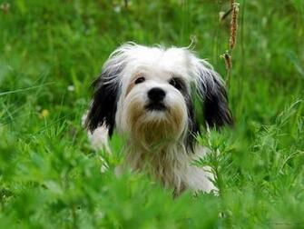 Shih Tzu Pic