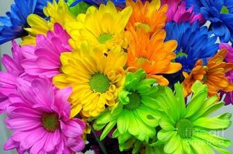 Pin Spring Flowers Daisys Fields Green Nature Flower Wallpaper On