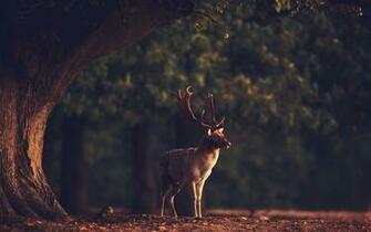 Deer Desktop Wallpaper