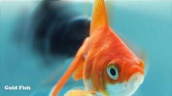 Gold Fish Wallpaper Choice